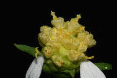 Polymnia laevigata