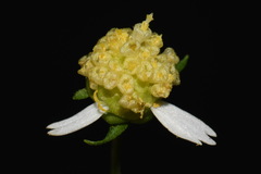 Polymnia laevigata