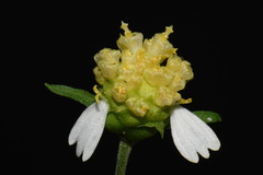 Polymnia laevigata