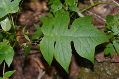 Polymnia laevigata