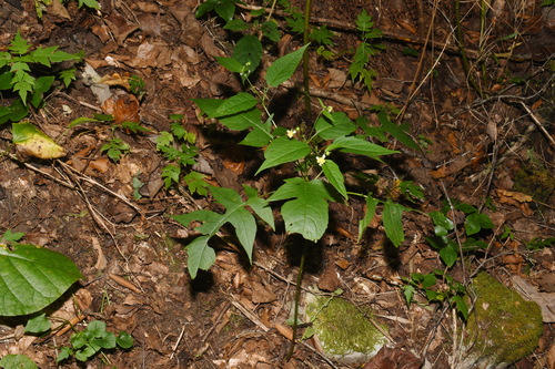 Image of Polymnia laevigata by (c) Brian Finzel, some rights reserved (CC BY-SA)