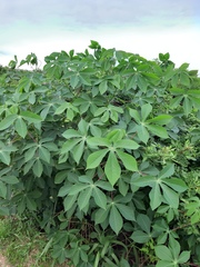 Manihot carthagenensis