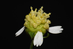 Polymnia laevigata