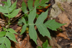 Polymnia laevigata