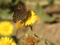 Pampasatyrus gyrtone