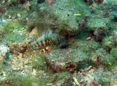 Serranus pulcher