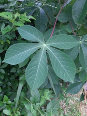 Manihot carthagenensis