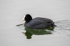 Fulica atra