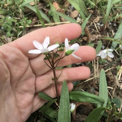 Claytonia virginica