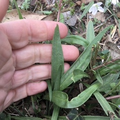 Claytonia virginica