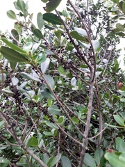 Myrsine parvifolia