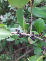 Myrsine parvifolia