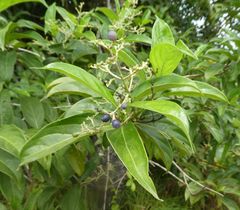 Gaertnera paniculata