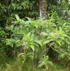 Gaertnera paniculata