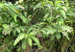 Gaertnera paniculata