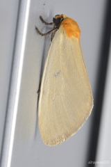 Chrysoecia thoracica