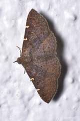 Antiblemma concinnula