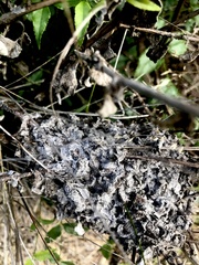 Crematogaster peringueyi