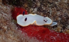 Ardeadoris scottjohnsoni