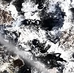 Crematogaster peringueyi