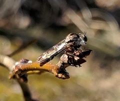 Nicocles
