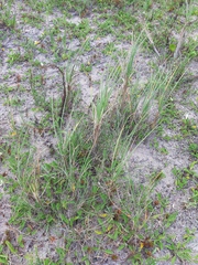 Panicum racemosum