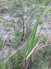 Panicum racemosum
