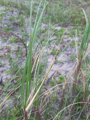 Panicum racemosum
