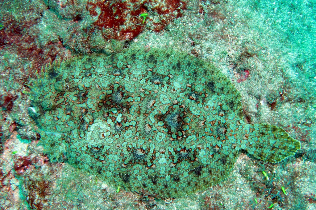 Guibe's flounder (Bothus guibei) — Bothidae