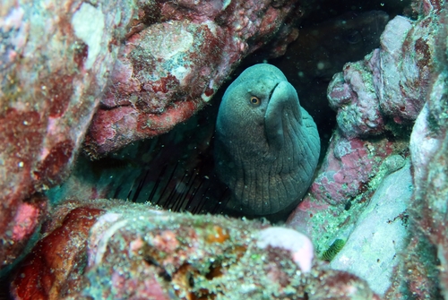 Moray Eel