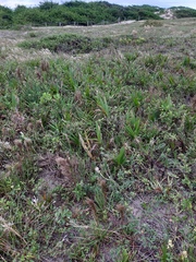 Cyrtopodium flavum
