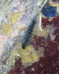 Gorogobius stevcici