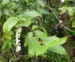 Bertiera spicata