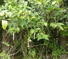 Bertiera spicata