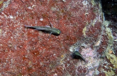 Gorogobius stevcici