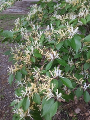 Lonicera