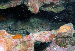 Epinephelus adscensionis