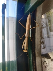Coptopteryx