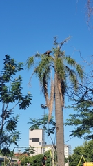 Parabuteo unicinctus