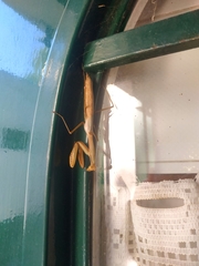 Coptopteryx