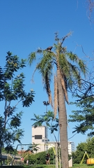 Parabuteo unicinctus