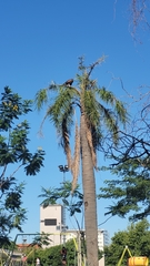 Parabuteo unicinctus