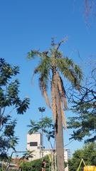 Parabuteo unicinctus