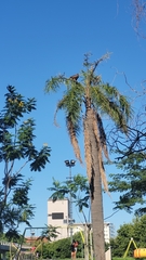 Parabuteo unicinctus