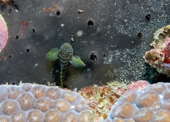 Gorogobius nigricinctus