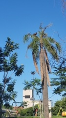 Parabuteo unicinctus