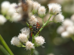 Megacyllene multiguttata