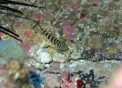 Gorogobius nigricinctus
