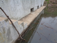 Ludwigia grandiflora