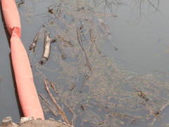 Ludwigia grandiflora